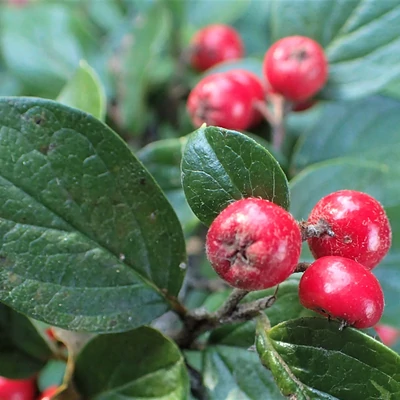Cotoneaster wardii – Madárbirs