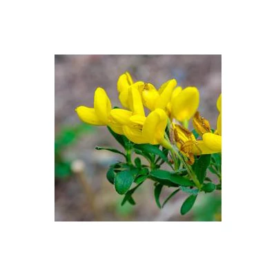 Cytisus decumbens – Zanót