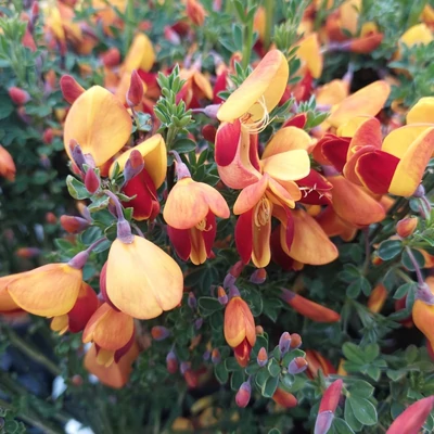 Cytisus 'Fulgens' – Zanót