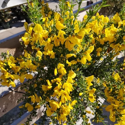Cytisus 'Golden Sunlight' – Zanót