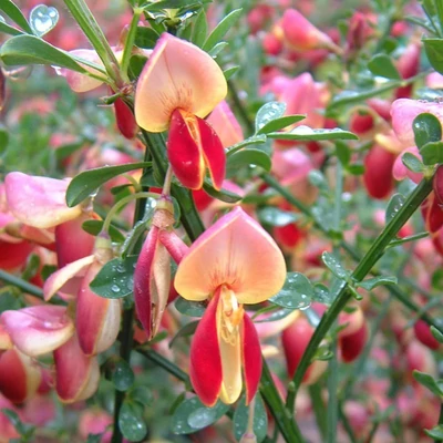 Cytisus 'Goldfinch' – Zanót
