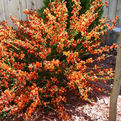 Cytisus 'Lena' – Zanót (narancssárga)