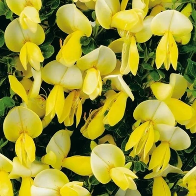 Cytisus 'Luna' – Zanót