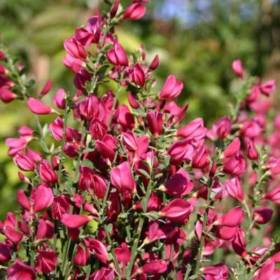 Cytisus x praecox 'Maria Burkwood' – Korai zanót