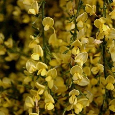 Cytisus praecox  – Zanót