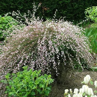 Cytisus scoparius 'Moyclare Pink' – Zanót (halvány rózsaszín)