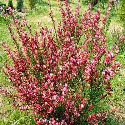 Cytisus scoparius 'Zeelandia' – Zanót (lilás-rózsaszín)