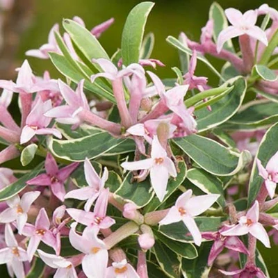 Daphne burkwoodii 'Astrid' – Boroszlán