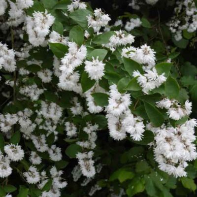 Deutzia crenata 'Pride of Rochester' Fehér virágú gyöngyvirágcserje