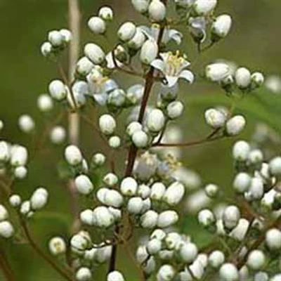 Deutzia 'Dippon' – Gyöngyvirágcserje