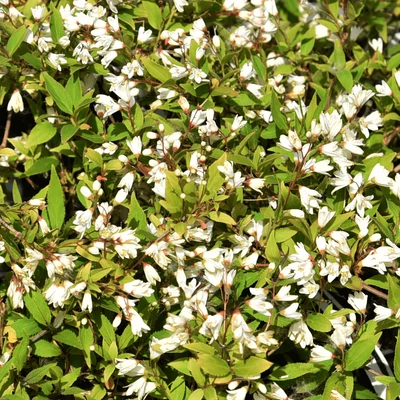 Deutzia gracilis 'Nikko' – Karcsú gyöngyvirágcserje