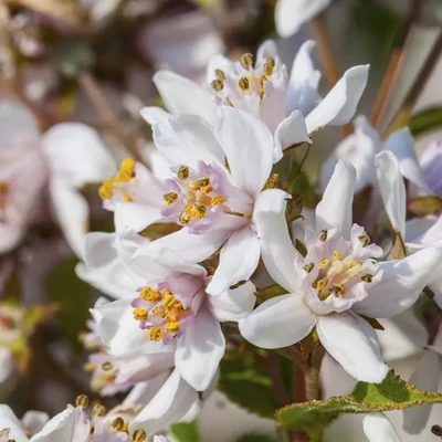 Deutzia x hybrida 'Contraste' – Hibrid gyöngyvirágcserje