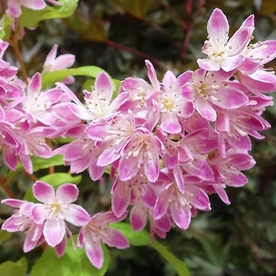 Deutzia x hybrida 'Magicien' – Hibrid gyöngyvirágcserje