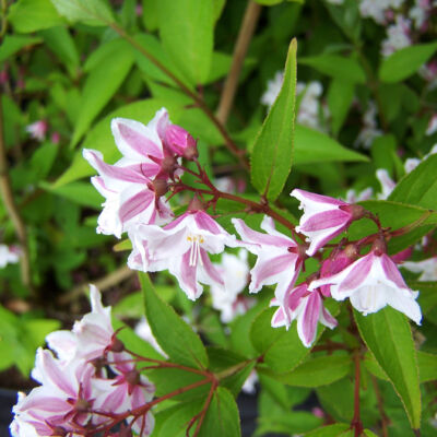 Deutzia kalmiiflora – Gyöngyvirágcserje