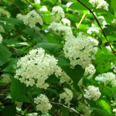 Deutzia 'Lemonei' – Gyöngyvirágcserje