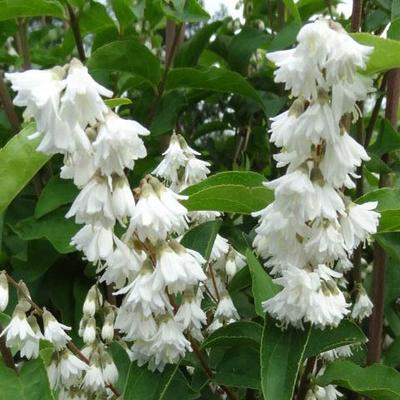 Deutzia x magnifica – Teltvirágú gyöngyvirágcserje