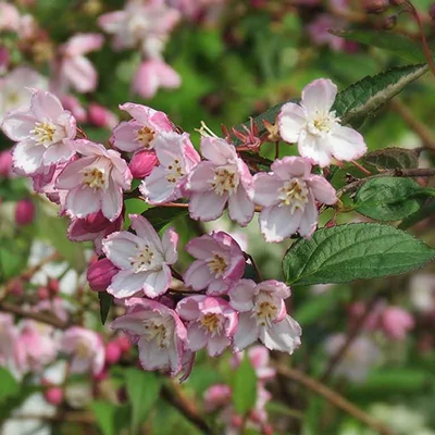 Deutzia purpurascens 'Kalmiiflora' – Kálmiavirágú gyöngyvirágcserje