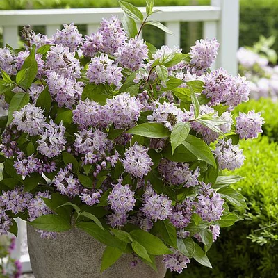 Deutzia 'Raspberry Sundae'® – Gyöngyvirágcserje