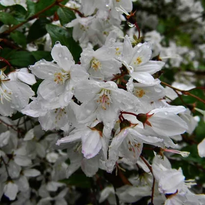 Deutzia rosea 'Campanulata' – Harangvirágú gyöngyvirágcserje