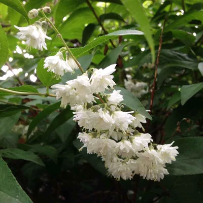 Deutzia scabra 'Candidissima' – Érdeslevelű gyöngyvirágcserje