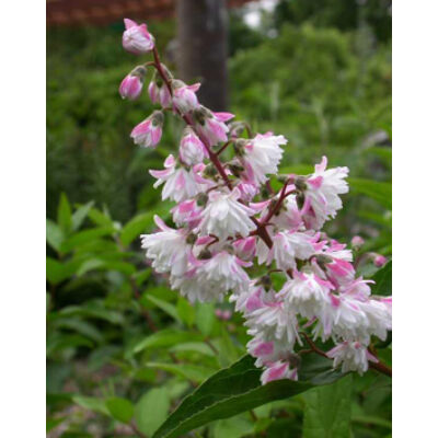 Deutzia scabra 'Codsall Pink' – Érdes levelű, teltvirágú gyöngyvirágcserje