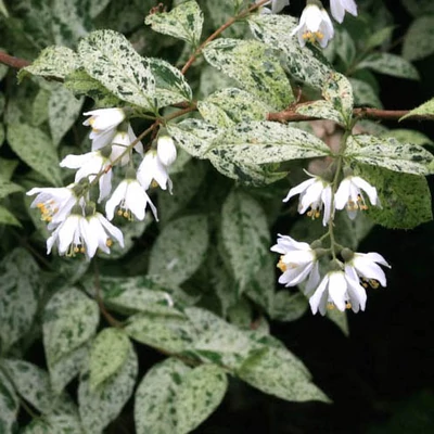 Deutzia scabra 'Punctata' – Gyöngyvirágcserje
