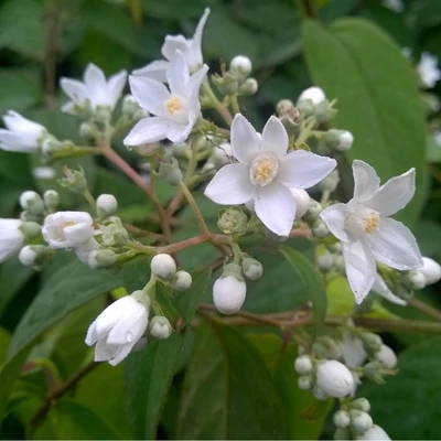 Deutzia setchuenensis var. corymbiflora