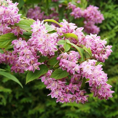 Deutzia x hybrida 'Tourbillon Rouge' – Rózsaszín virágú gyöngyvirágcserje