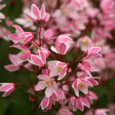 Deutzia 'Yuki Cherry Blossom' – Gyöngyvirágcserje