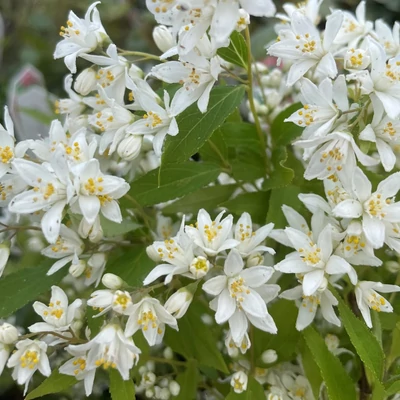 Deutzia 'Yuki Snowflake'® – Gyöngyvirágcserje