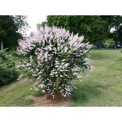 Deutzia scabra 'Plena' - Fehér, teltvirágú gyöngyvirágcserje