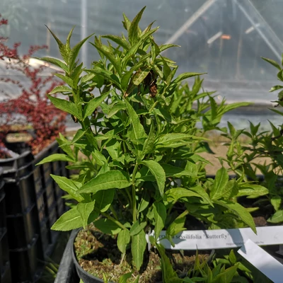 Diervilla sessilifolia 'Butterfly' - Kénszínű sárgalonc