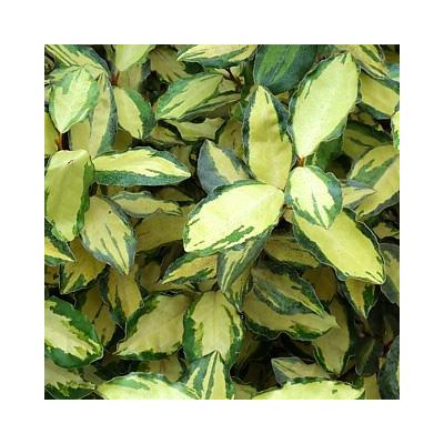 Elaeagnus x ebbingei 'Maryline'® (syn. 'Abrela')– Széleslevelű ezüstfa