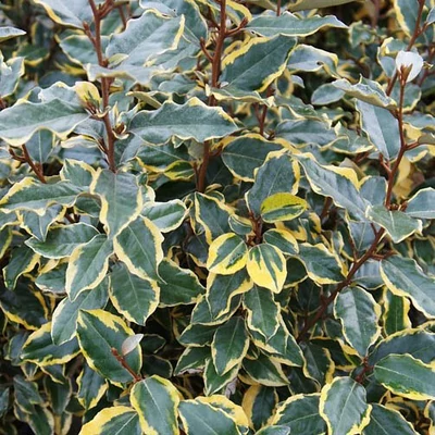 Elaeagnus ebbingei 'Viveleg' – Széleslevelű ezüstfa