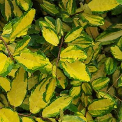 Elaeagnus pungens 'Maculata Aurea' – Tarkalevelű ezüstfa