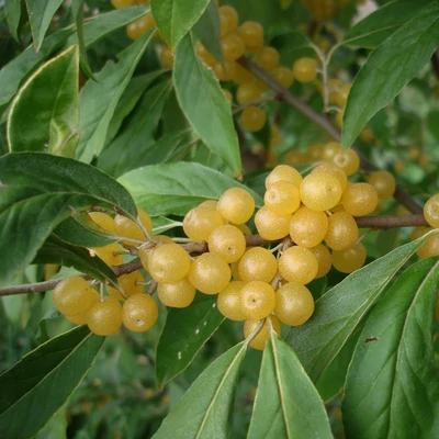 Elaeagnus umbellata 'Amber' – Pirostermésű ezüstfa