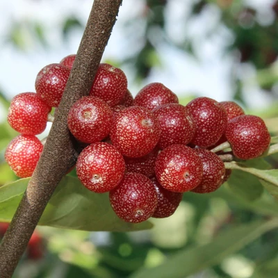 Elaeagnus umbellata 'Hidden Springs' – Pirostermésű ezüstfa