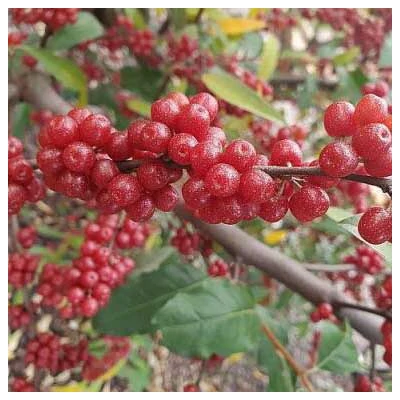 Elaeagnus umbellata 'Jewel' – Pirostermésű ezüstfa