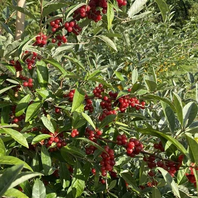Elaeagnus umbellata 'Newgate' – Pirostermésű ezüstfa
