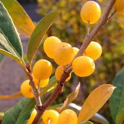 Elaeagnus umbellata Pointilla® 'Fortunella'®– Ezüstfa