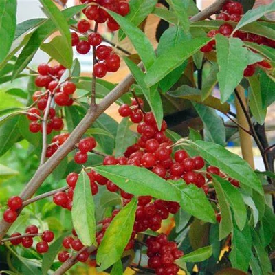 Elaeagnus umbellata Pointilla® 'Sweet'n'Sour'® – Ezüstfa