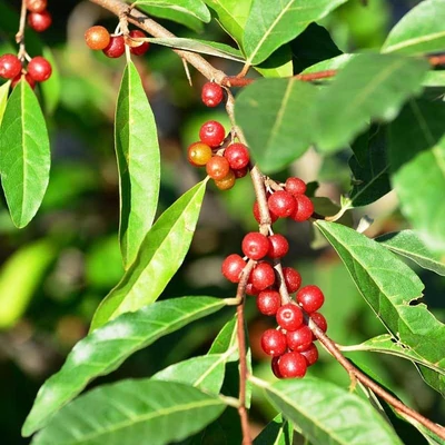 Elaeagnus umbellata 'Sweet n' Tart' – Pirostermésű ezüstfa