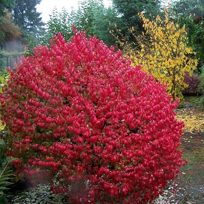 Euonymus alatus 'Fire Ball' – Szárnyas kecskerágó