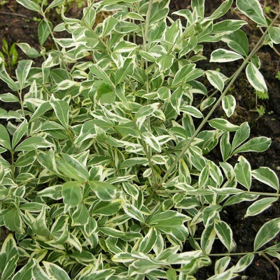 Euonymus alatus 'Silver Cloud' – Szárnyas kecskerágó