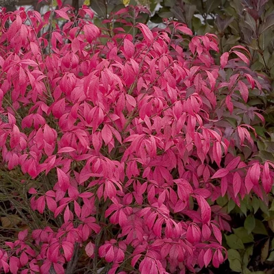 Euonymus alatus 'Unforgetable Fire' – Szárnyas kecskerágó