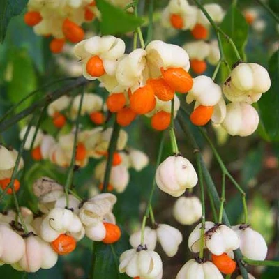Euonymus europaeus 'Albus' – Csíkos kecskerágó