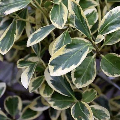 Euonymus fortunei 'Silver Queen' – Kúszó kecskerágó