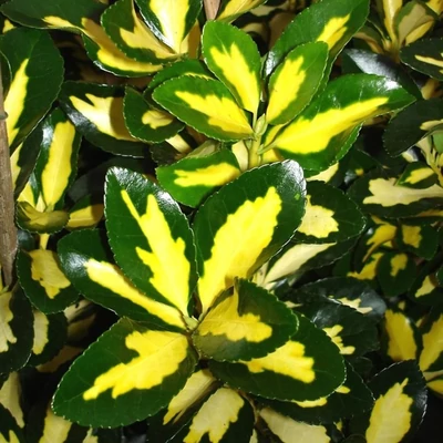 Euonymus fortunei 'Interbolwi' – Kúszó kecskerágó