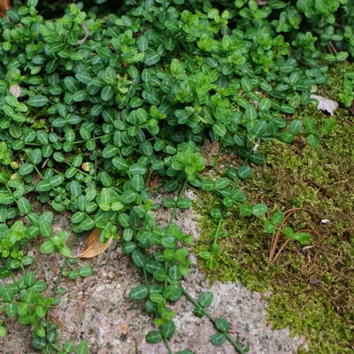 Euonymus fortunei 'Minimus' – Aprólevelű, zöld talajtakaró kecskerágó