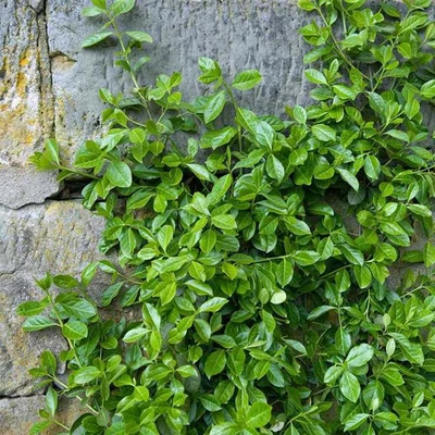 Euonymus fortunei 'Radicans' – Zöld levelű talajtakaró kecskerágó